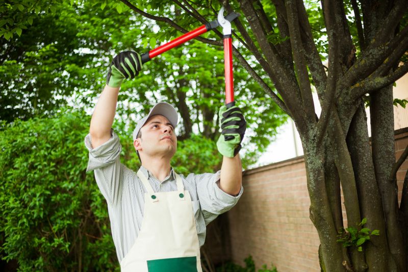 Local Birch Tree Pruning pros at work