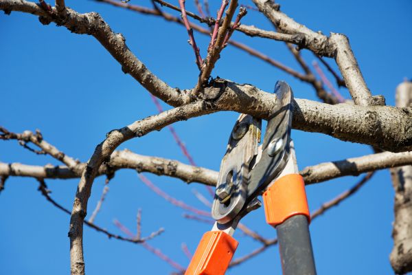 Grow your Birch Tree Pruning business
