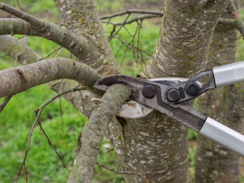 Birch Tree Pruning