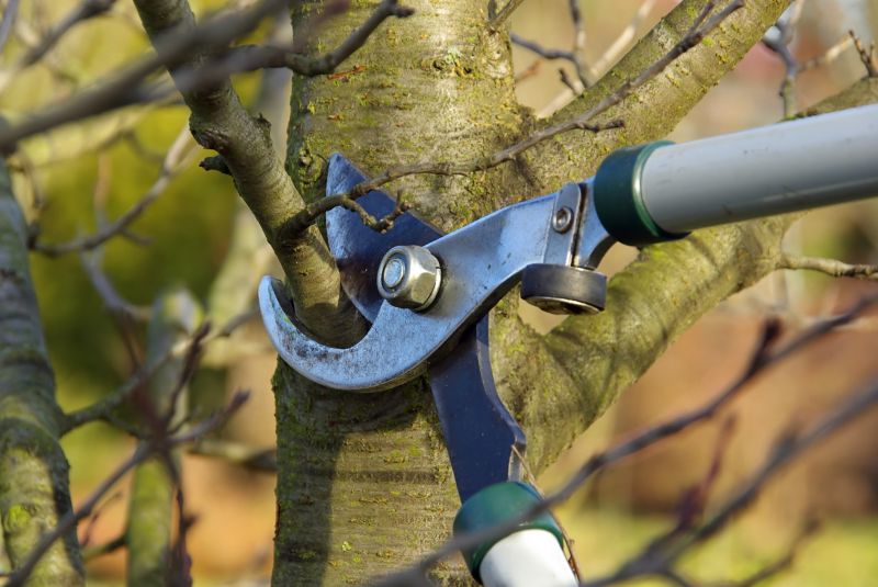Pruning Tools and Equipment