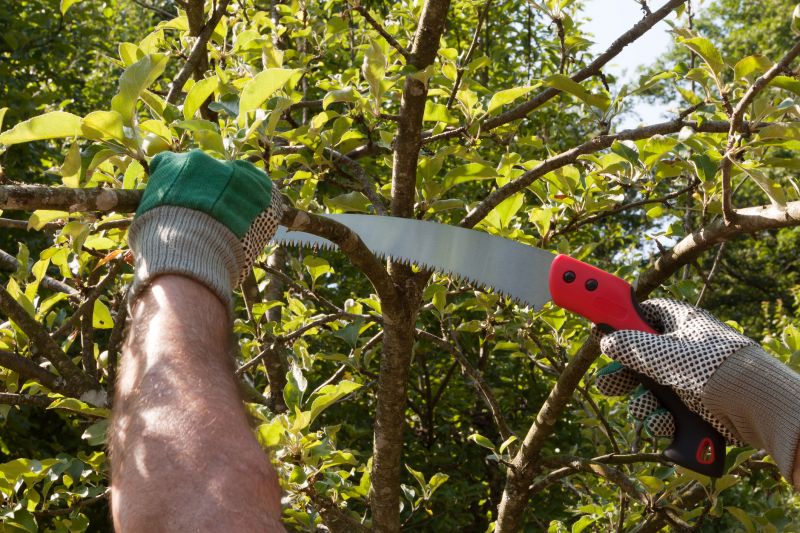 Dormant Tree Pruning