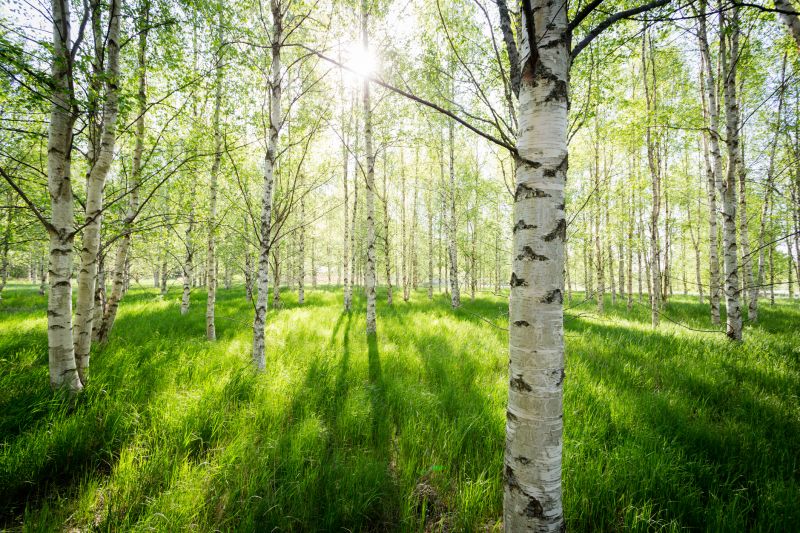 Birch Tree Landscape