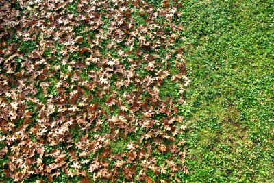 Leaf Removal Service Benefits