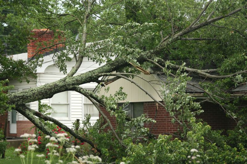 Fallen Tree on Property