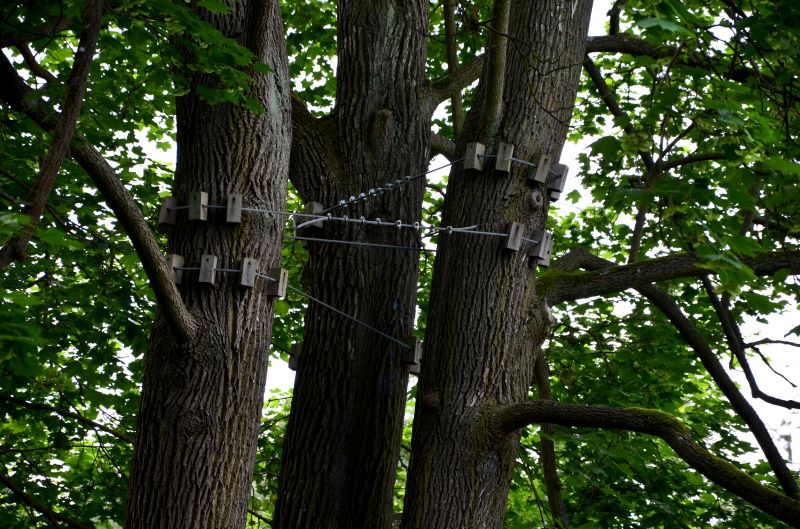 Tree Support and Cabling