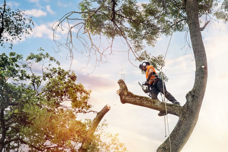 Arborist Using Climbing Gear