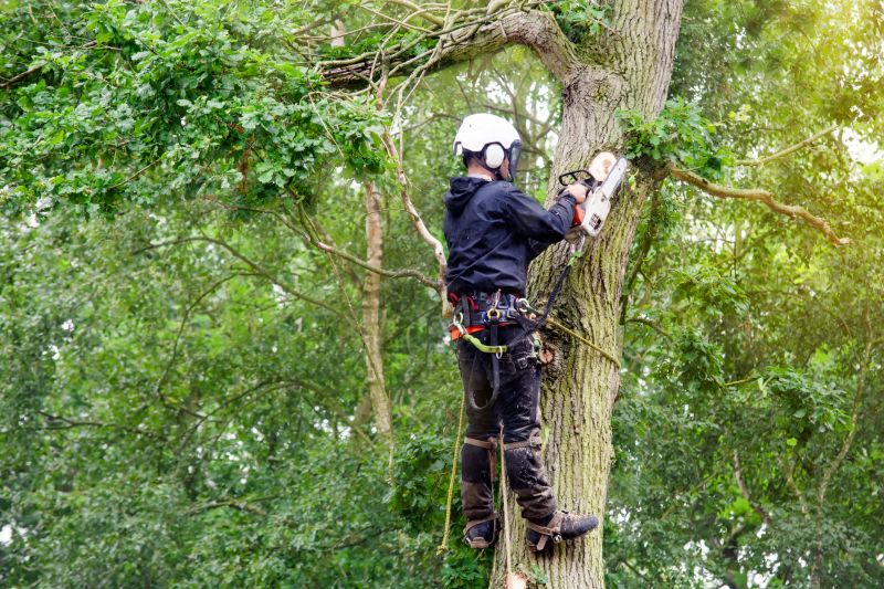 Certified Tree Care Specialists