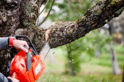 Local Tree Service Providers