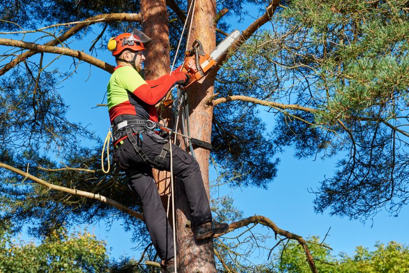 Professional Tree Maintenance Teams
