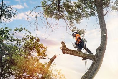 Tree Care Service Guarantees