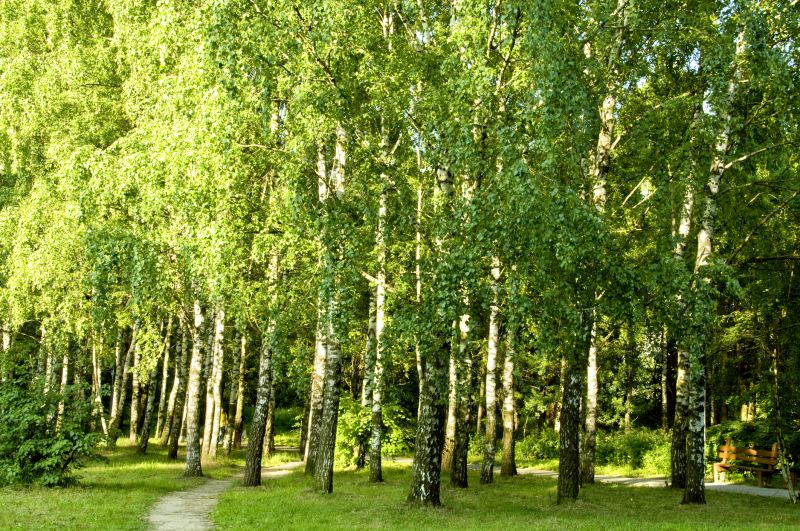 Prevent Pests and Diseases