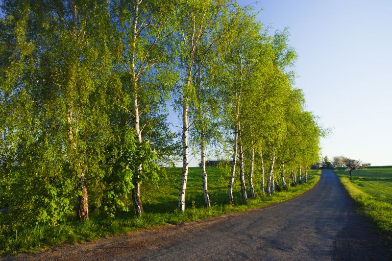 Extend Tree Lifespan